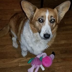 Meet your Posher, Brandy